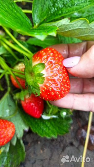 Клубника ремонтантная