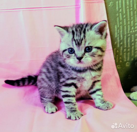 Шотландская