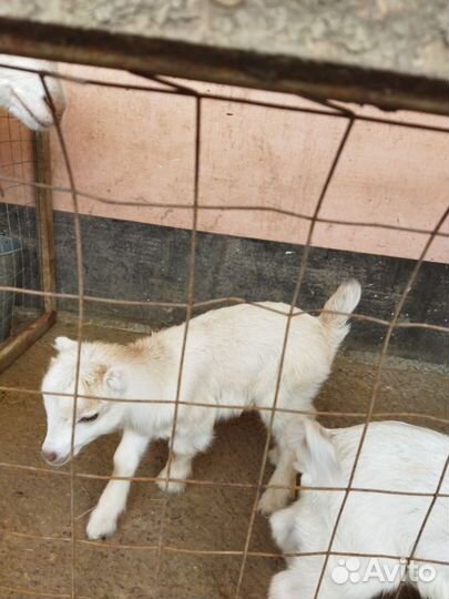 Козочки ламанча