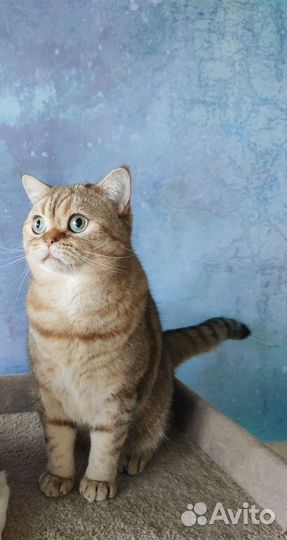 Шотландский кот