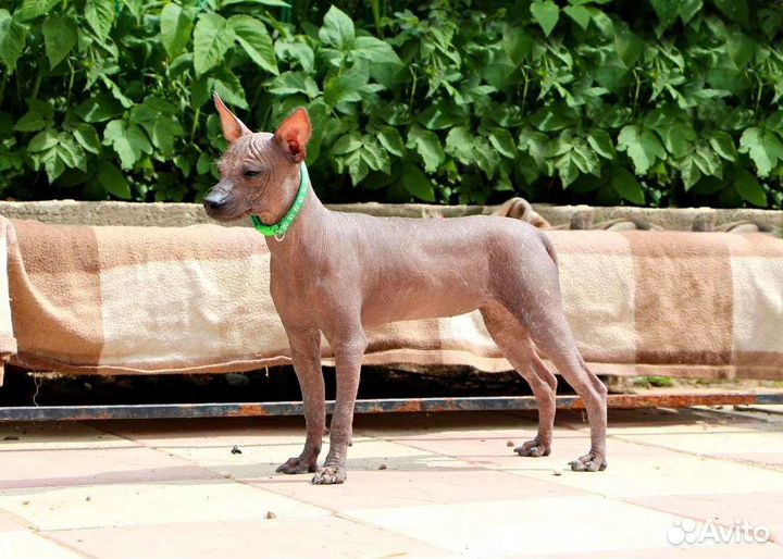 Ксолоитцкуинтли мини