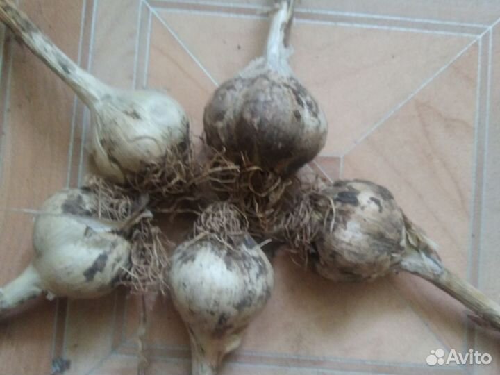 Чеснок озимый