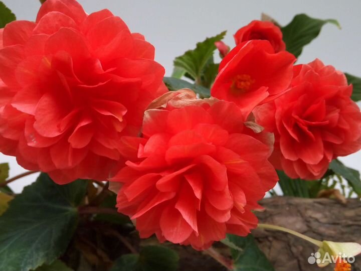 Бегония Элатиор