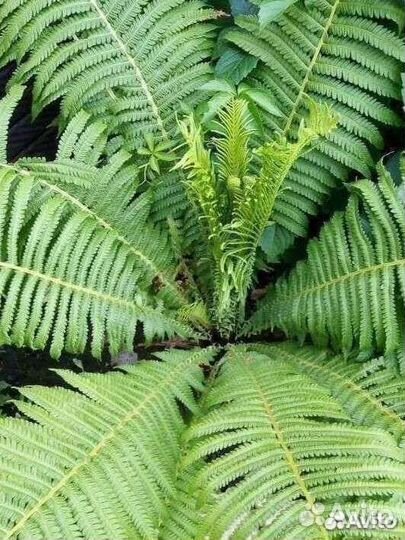 Папоротник садовый Страусник