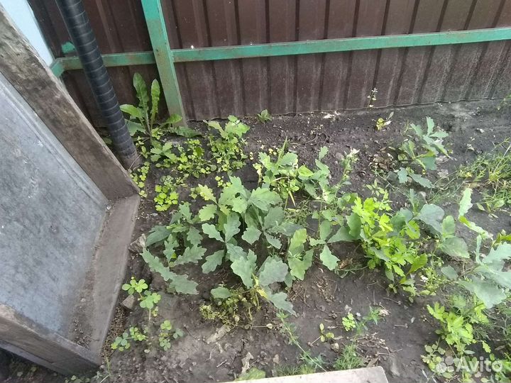 Саженцы дуба