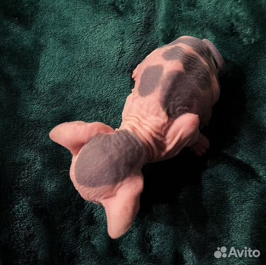 Котята сфинкс