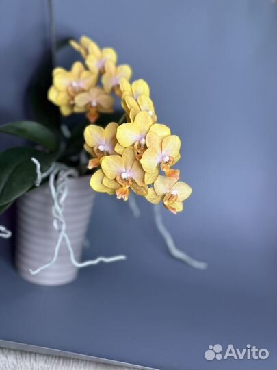 Орхидея фаленопсис