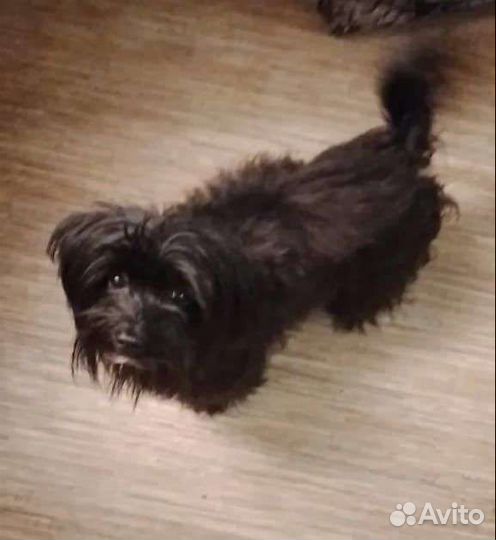 Палатка с летней кухней (240+210) х240хh200/165