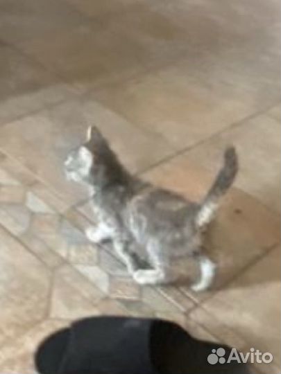 Кошечка в добрые руки