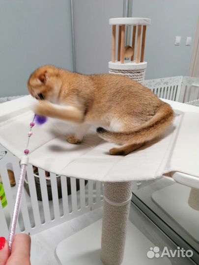 Шотландская вислоухая золотая шиншилла