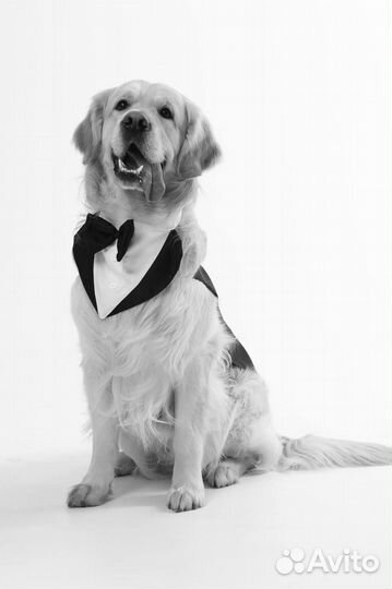 Золотистый ретривер