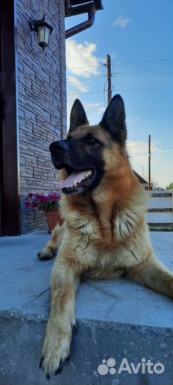 Вязка Немецкая овчарка