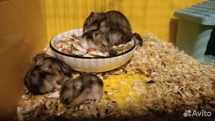 Джунгарский хомяк бесплатно