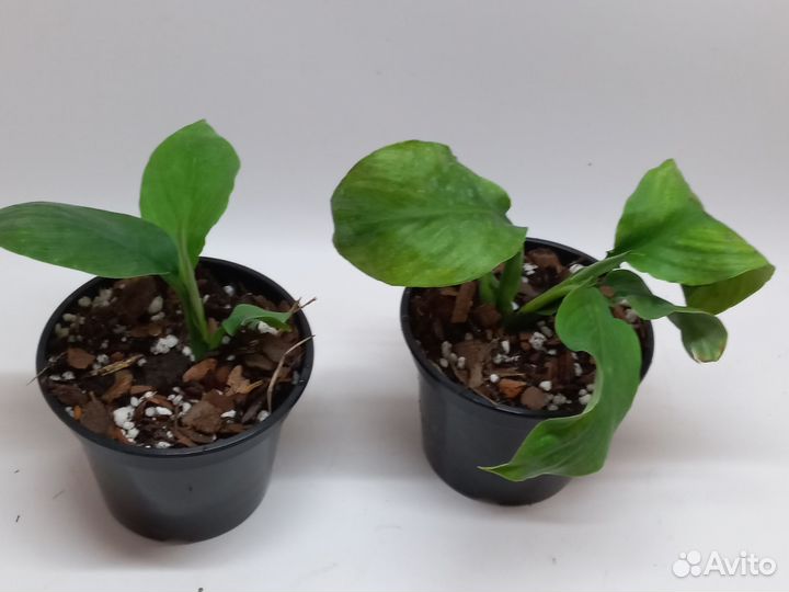 Спатифиллум сенсация