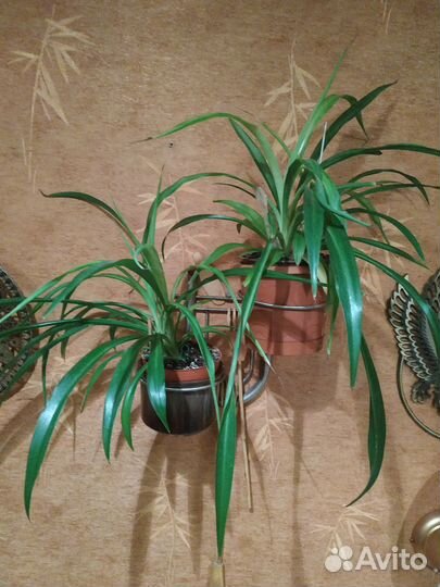 Хлорофитум хохлатый, мята домашняя