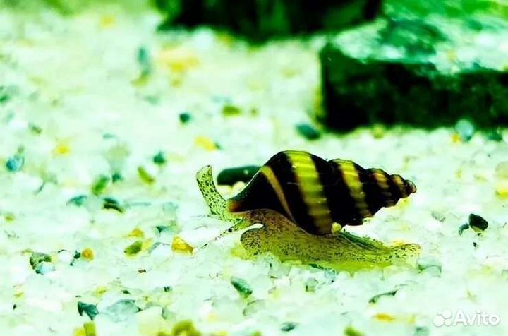 Улитками Хелена