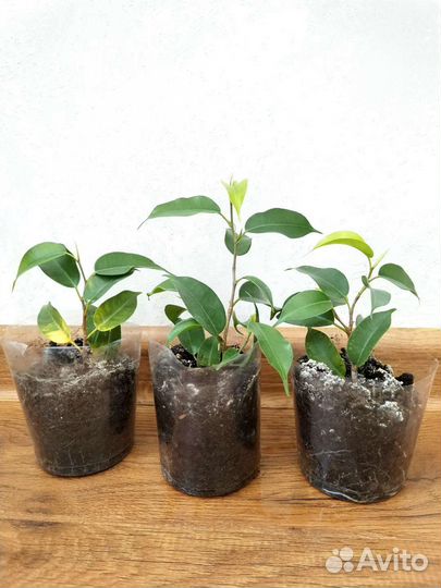 Фикус бенджамина