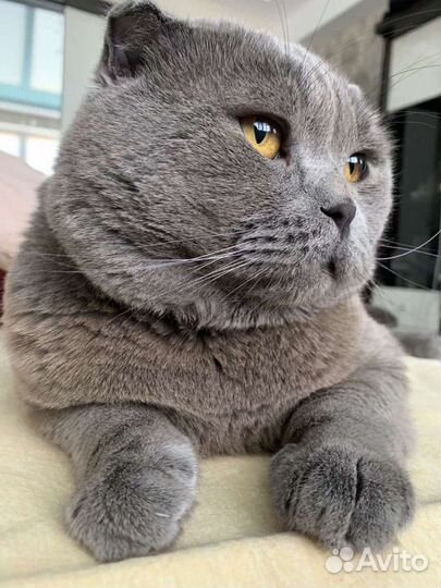 Для вязки кошек. Шотландский вислоухий кот Sfs-а