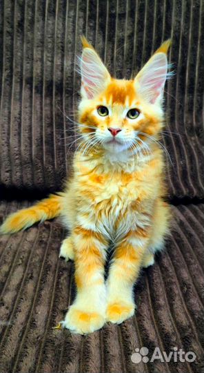 Красные тигрятки