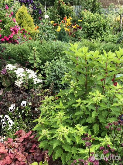 Многолетние растения