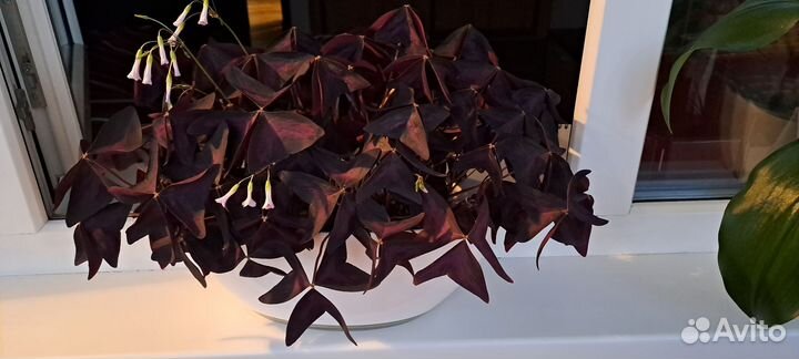 Кислица оксалис