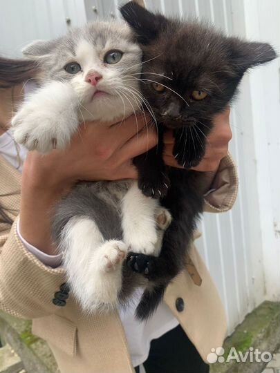Котята ищут дом