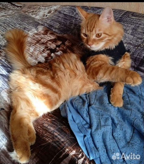 Сибиряк в добрые ручки