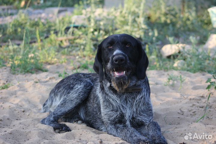 Дратхаар кобель. Вязка