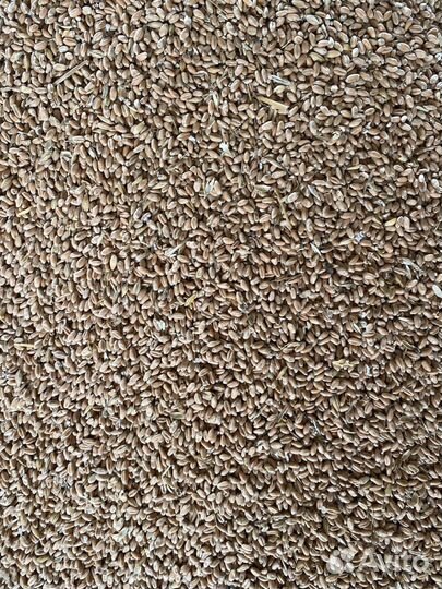 Зерно пшеница ячмень