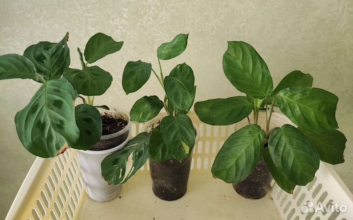 Наборы сингониумов, марант, растений