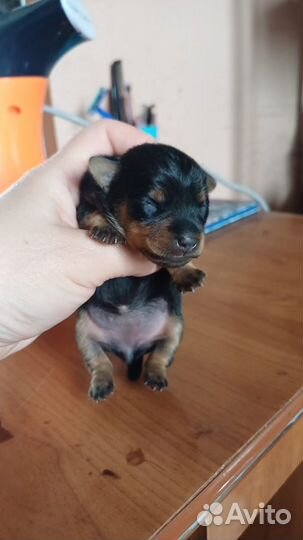 Щенки цвергпинчера