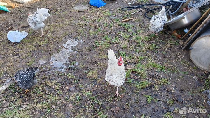 Куры молодки, петушки