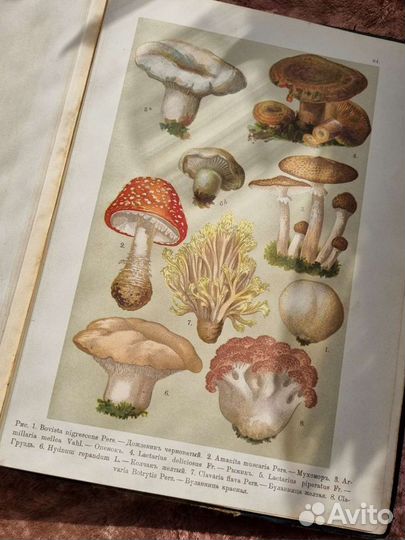 Хромолитографии Ботанический Атлас Девриен