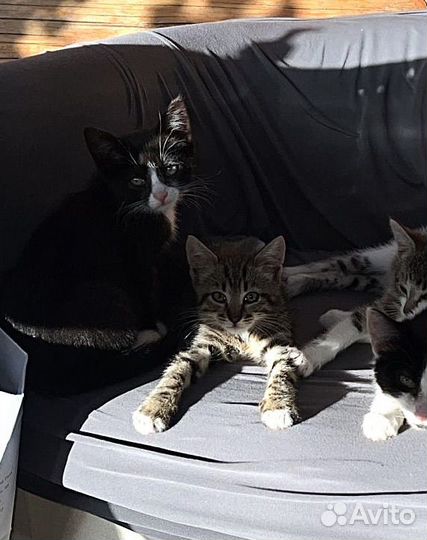 Котята в добрые руки