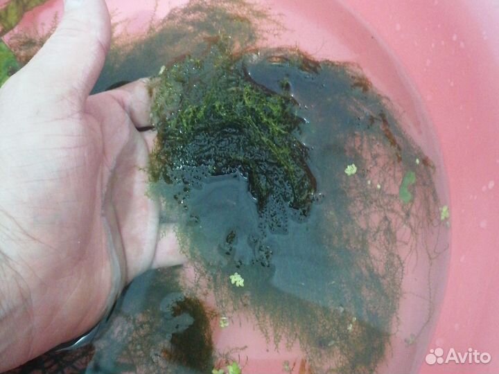 Водоросли для аквариума