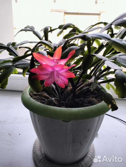 Декабрист(Шлюмбергера)