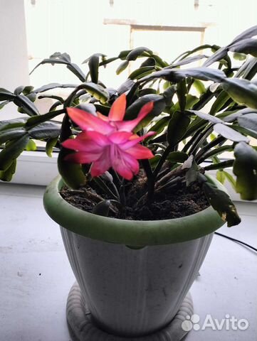 Декабрист(Шлюмбергера)