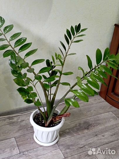 Комнатные растения цветы