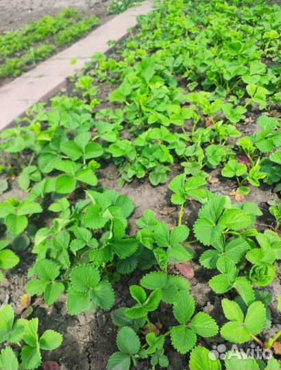 Клубника сортовая рассада