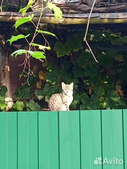 Котята-подростки в добрые руки