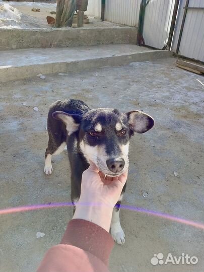 Отдам собаку в добрые руки