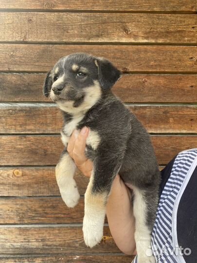 Щенок в добрые руки