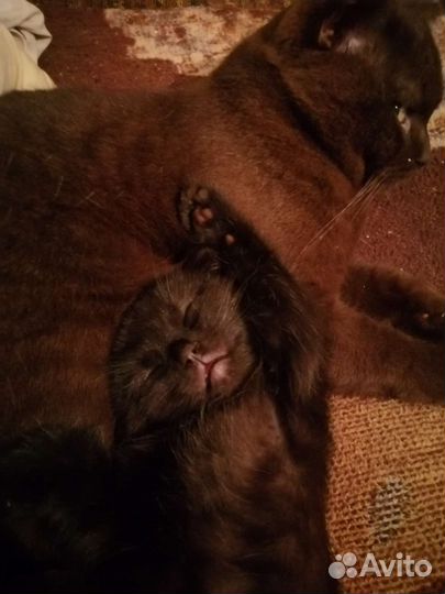 Котенок шотландский шоколадный вислоухий шокодадка