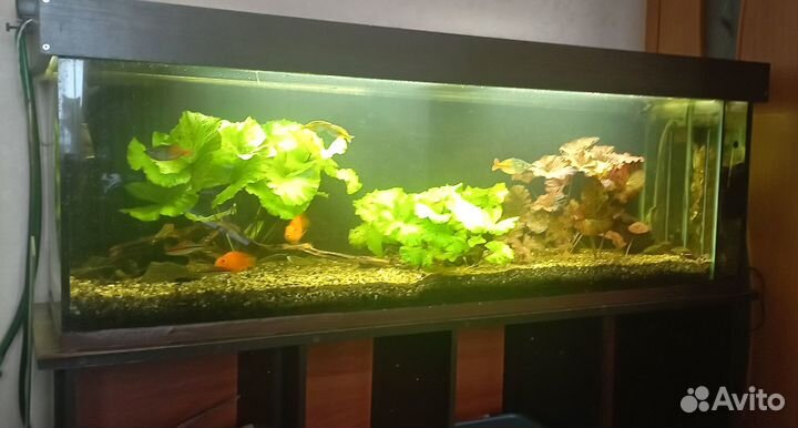 Аквариум с тумбой 450 литров