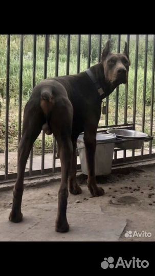 Гостиница для собак/передержка/зоогостиница