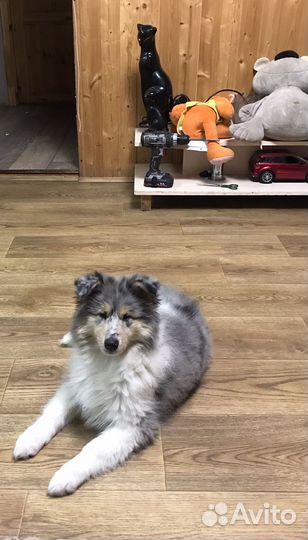 Щенки колли