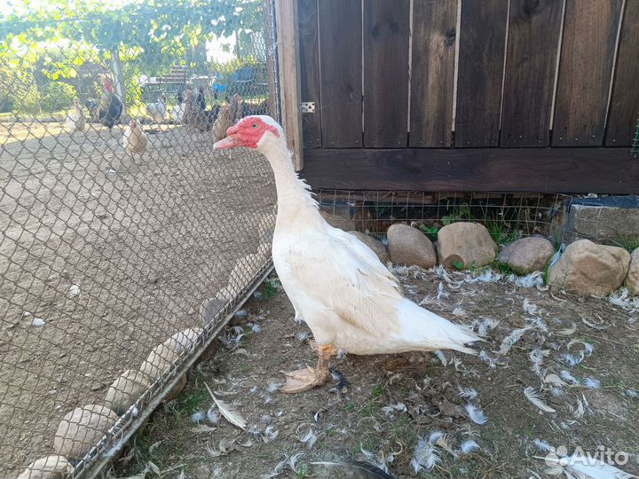 Мускусные утки тяжелые линии