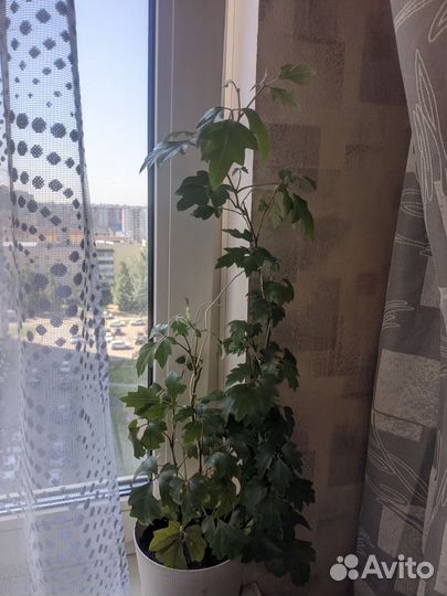 Шеффлера вариегатная, циссус