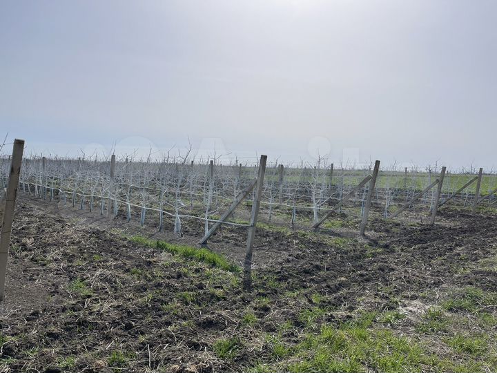 Участок 1,25 га (СНТ, ДНП)