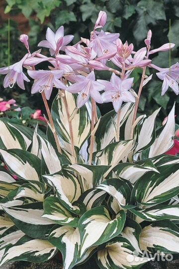 Хосты Файр энд Айс